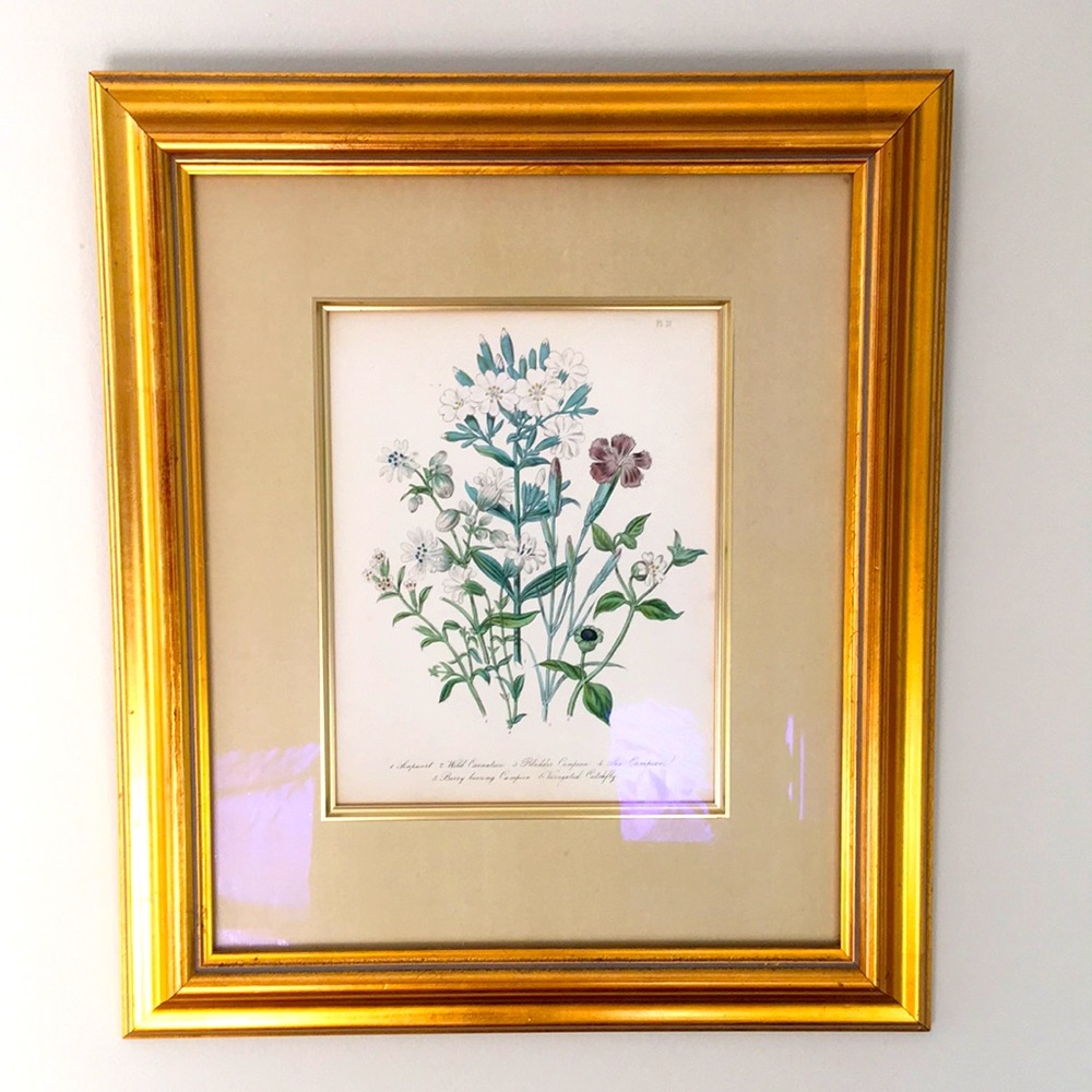 Pierre Joseph Redouté botanical lithograph